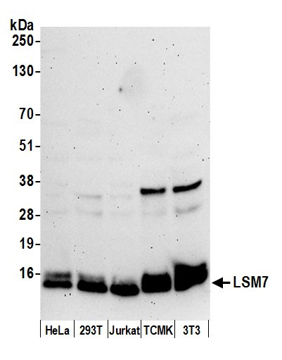 LSM7 Antibody in Western Blot (WB)