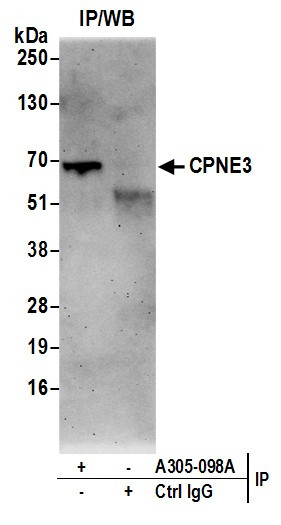 CPNE3/Copine 3 Antibody in Immunoprecipitation (IP)