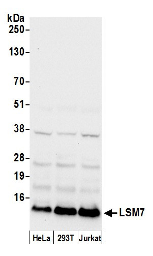 LSM7 Antibody in Western Blot (WB)