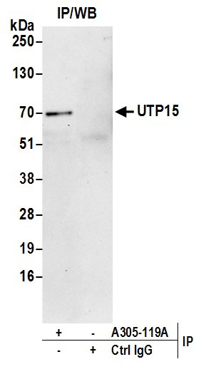 UTP15 Antibody in Immunoprecipitation (IP)