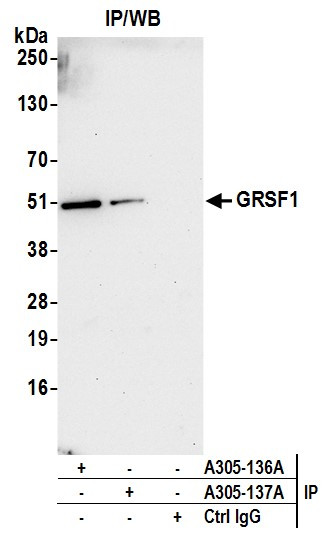 GRSF1 Antibody in Immunoprecipitation (IP)