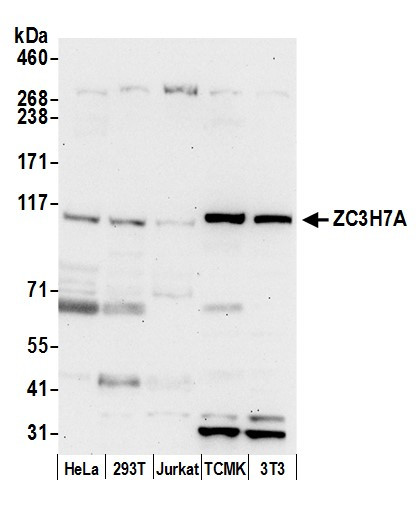 ZC3H7A Antibody in Western Blot (WB)