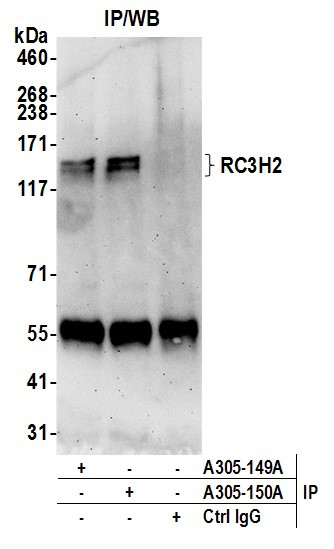 RC3H2/MNAB Antibody in Immunoprecipitation (IP)