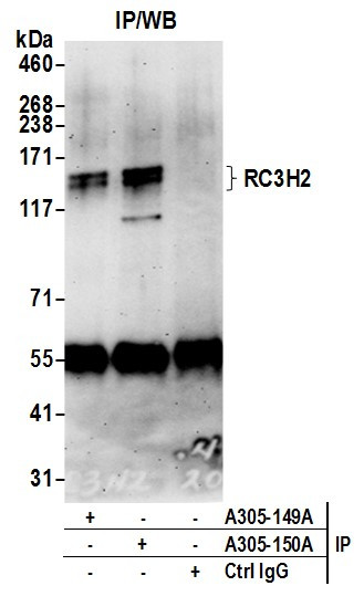 RC3H2/MNAB Antibody in Immunoprecipitation (IP)