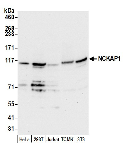 NCKAP1/NAP125 Antibody in Western Blot (WB)