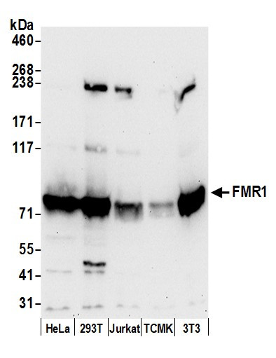 FMR1/FMRP Antibody in Western Blot (WB)