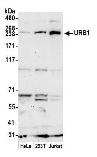 URB1/NPA1 Antibody in Western Blot (WB)