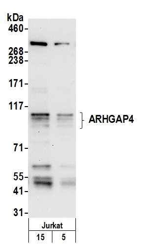 ARHGAP4 Antibody in Western Blot (WB)