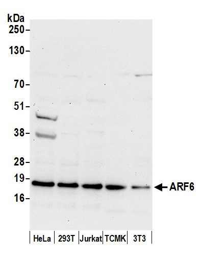 ARF6/ADP Ribosylation Factor 6 Antibody in Western Blot (WB)