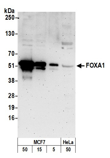 FOXA1/HNF3A Antibody in Western Blot (WB)