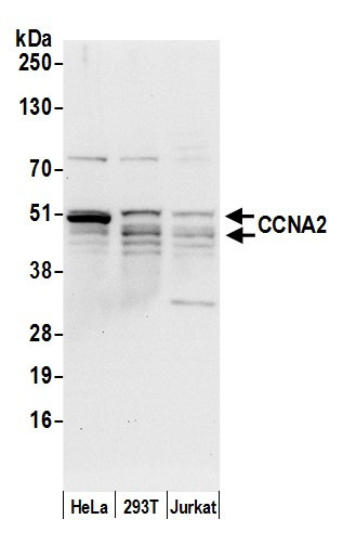 CCNA2/Cyclin A2 Antibody in Western Blot (WB)