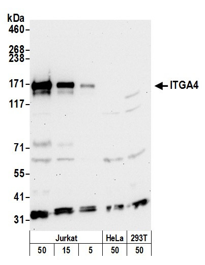 ITGA4/CD49D/Integrin alpha-4 Antibody in Western Blot (WB)