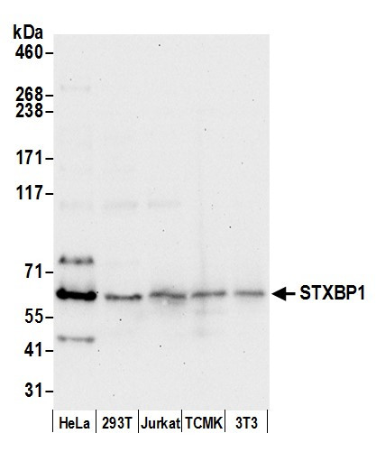 STXBP1/MUNC18-1 Antibody in Western Blot (WB)