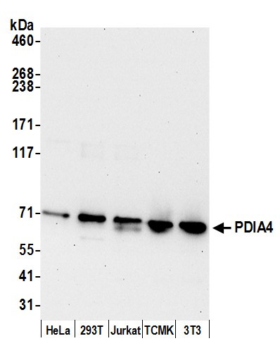 PDIA4/ERP72 Antibody in Western Blot (WB)