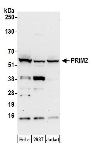 PRIM2/DNA Primase Large Subunit Antibody in Western Blot (WB)