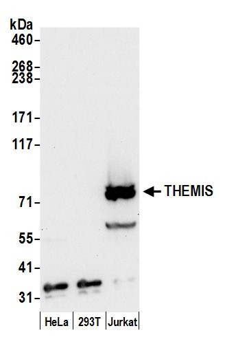 THEMIS Antibody in Western Blot (WB)