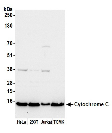 Cytochrome C Antibody in Western Blot (WB)