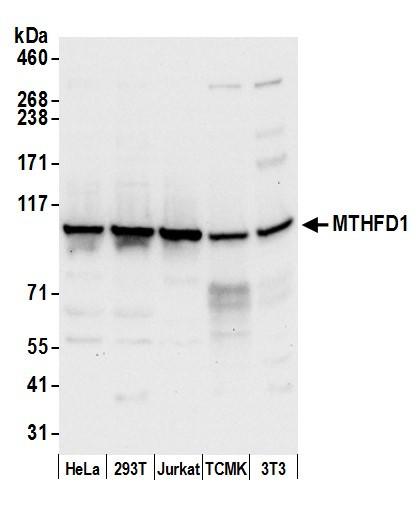 MTHFD1 Antibody in Western Blot (WB)