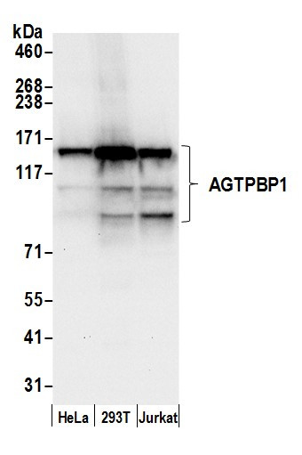 AGTPBP1 Antibody in Western Blot (WB)