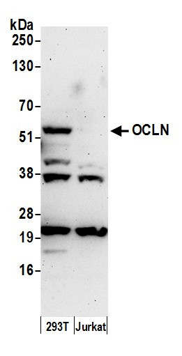 Occludin Antibody in Western Blot (WB)