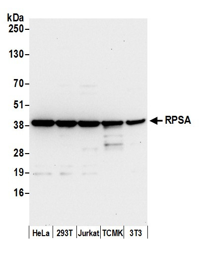 RPSA Antibody in Western Blot (WB)