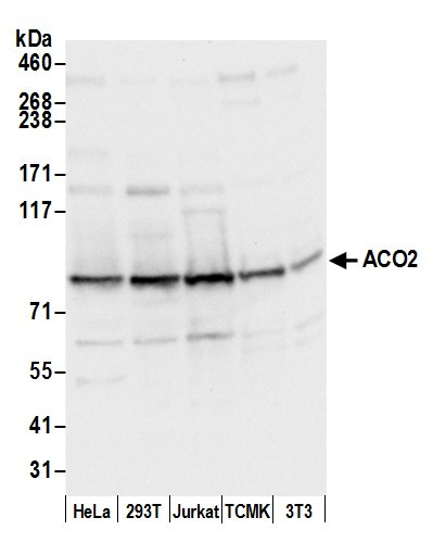 ACO2/Aconitase Antibody in Western Blot (WB)