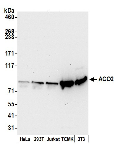 ACO2/Aconitase Antibody in Western Blot (WB)