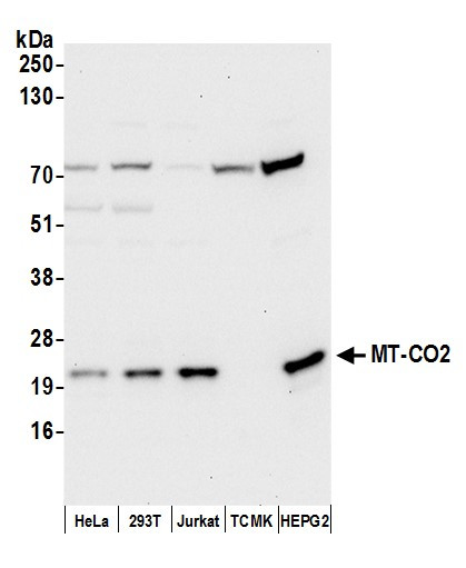 MT-CO2 Antibody in Western Blot (WB)