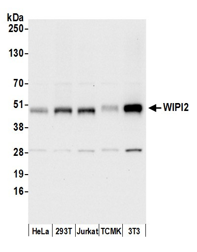 WIPI2 Antibody in Western Blot (WB)