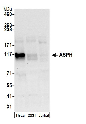 ASPH Antibody in Western Blot (WB)