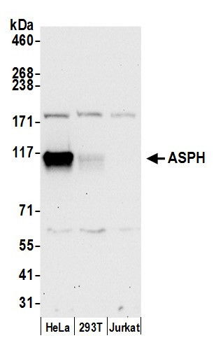 ASPH Antibody in Western Blot (WB)