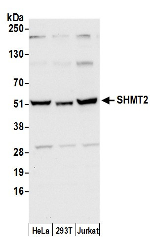 SHMT2 Antibody in Western Blot (WB)