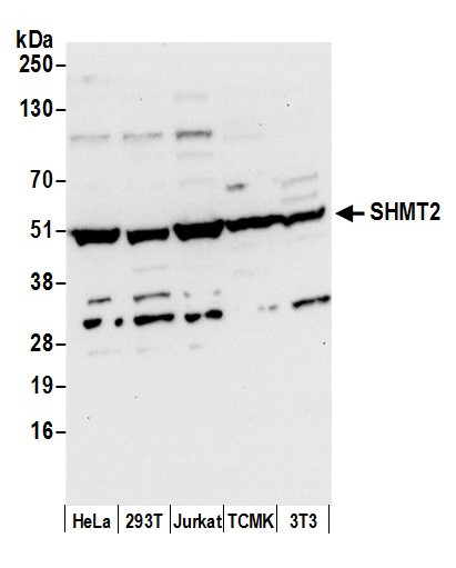 SHMT2 Antibody in Western Blot (WB)