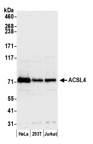 ACSL4/FACL4 Antibody in Western Blot (WB)