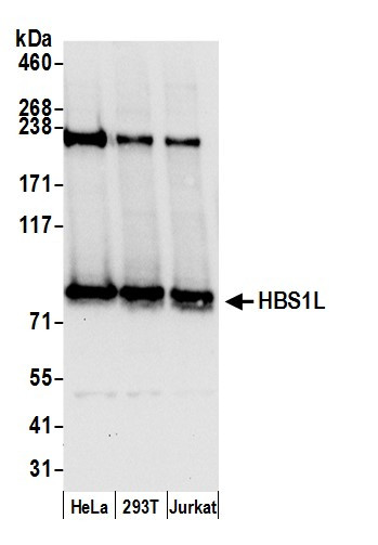 HBS1L Antibody in Western Blot (WB)