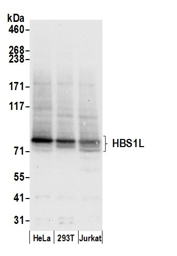 HBS1L Antibody in Western Blot (WB)