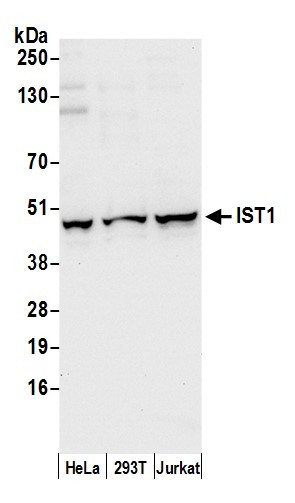 IST1/OLC1 Antibody in Western Blot (WB)