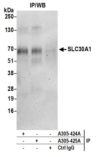 SLC30A1/ZNT1 Antibody in Immunoprecipitation (IP)