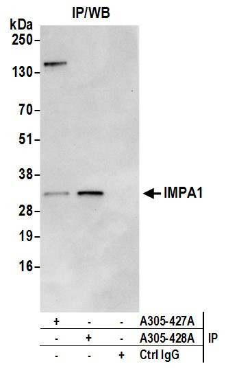 IMPA1 Antibody in Immunoprecipitation (IP)