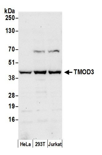 TMOD3 Antibody in Western Blot (WB)