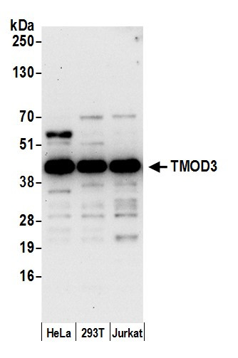 TMOD3 Antibody in Western Blot (WB)