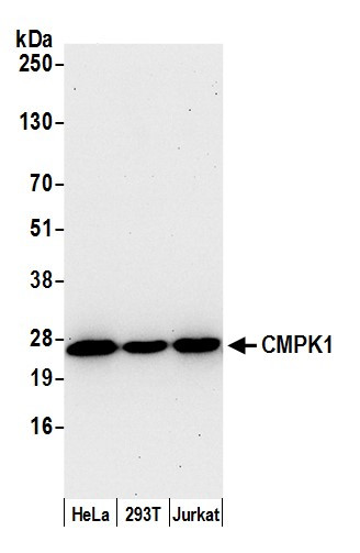 CMPK1 Antibody in Western Blot (WB)