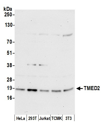 TMED2 Antibody in Western Blot (WB)