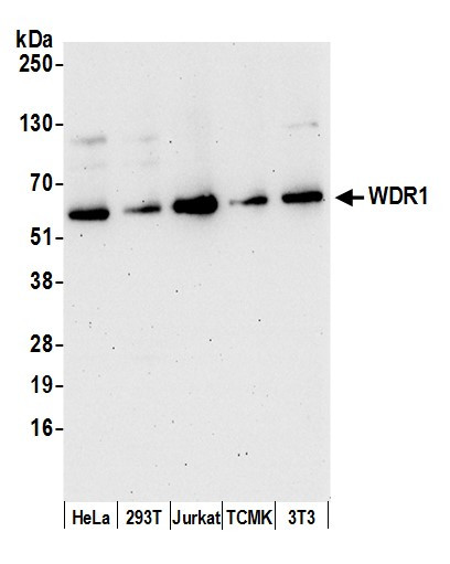 WDR1 Antibody in Western Blot (WB)