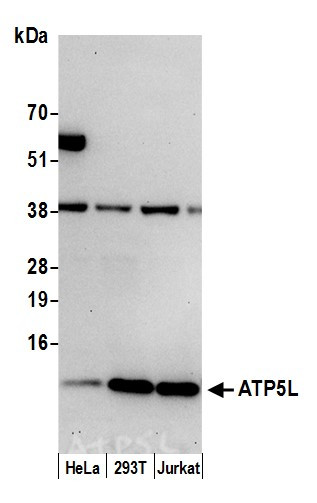 ATP5L Antibody in Western Blot (WB)