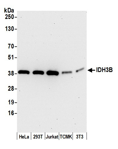 IDH3B Antibody in Western Blot (WB)