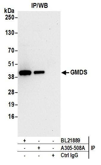 GMDS Antibody in Immunoprecipitation (IP)