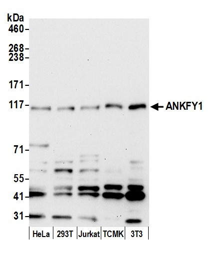 ANKFY1 Antibody in Western Blot (WB)