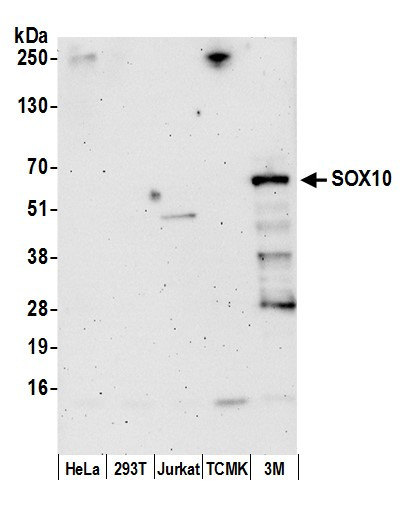 SOX10 Antibody in Western Blot (WB)