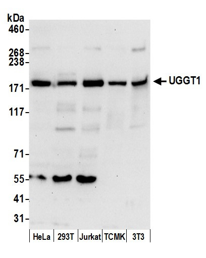 UGGT1 Antibody in Western Blot (WB)